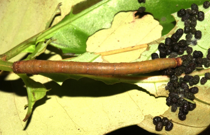  Larva en posición dorsal de <i>Neoselenia</i> Janzen217 (Geometridae), U estadio. Sector Pitilla, Sendero Nacho. Voucher 18-SRNP-31631-DHJ746748.jpg.
