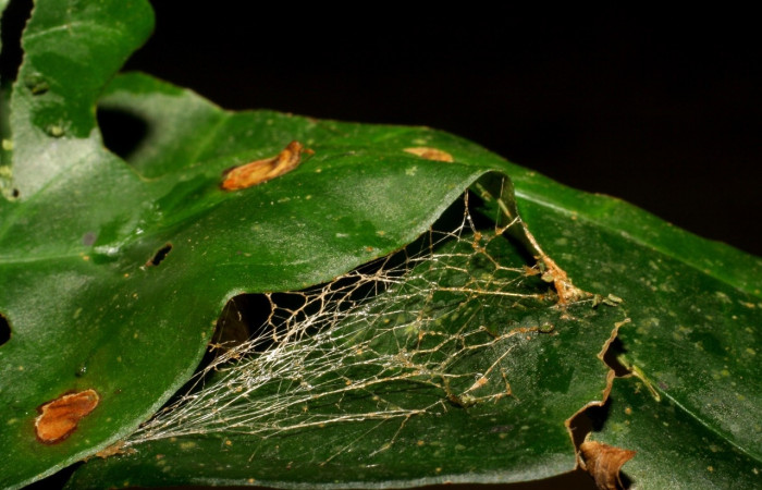  Prepupa de <i>Neoselenia banasa</i> (Geometridae). Sector Cacao, Sendero Derrumbe. Voucher 06-SRNP-35138-DHJ413607.jpg.