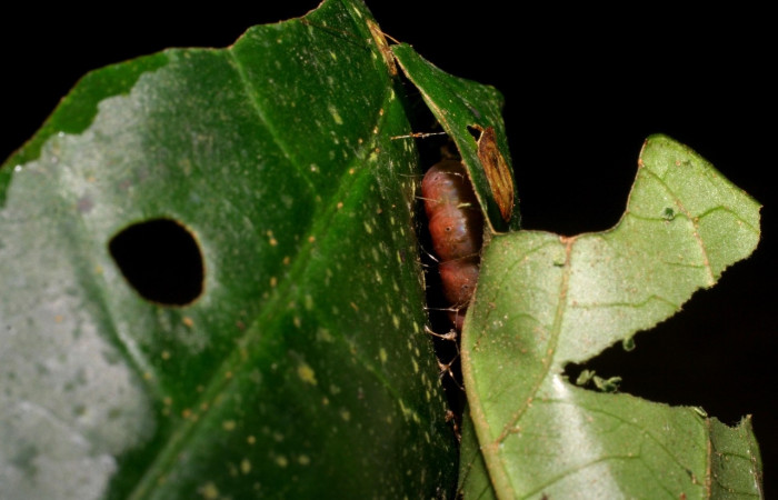 Prepupa de <i>Neoselenia banasa</i> (Geometridae). Sector Cacao, Sendero Derrumbe. Voucher 06-SRNP-35138-DHJ413608.jpg.