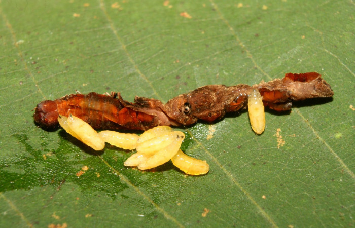 Figura 10. Larvas de parásito Siphona Janzen55, de la familia Tachinidae (moscas), color amarillo clema, junto a restos de larva de <i>Melinodes detersaria</i> (Geometridae), luego haran el pupario. Voucher: 13-SRNP-71264-DHJ702777.jpg.