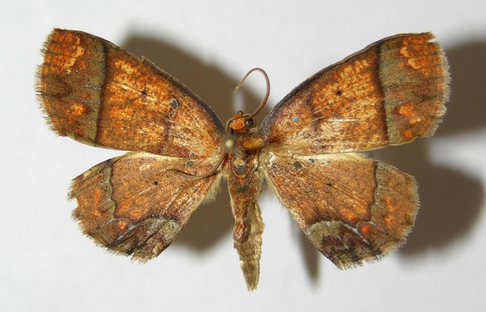 Figura 14. Adulto <i>Melinodes detersaria</i> (Geometridae) posición dorsal, mide 28mm. Voucher:05-SRNP-7841-DHJ330514.