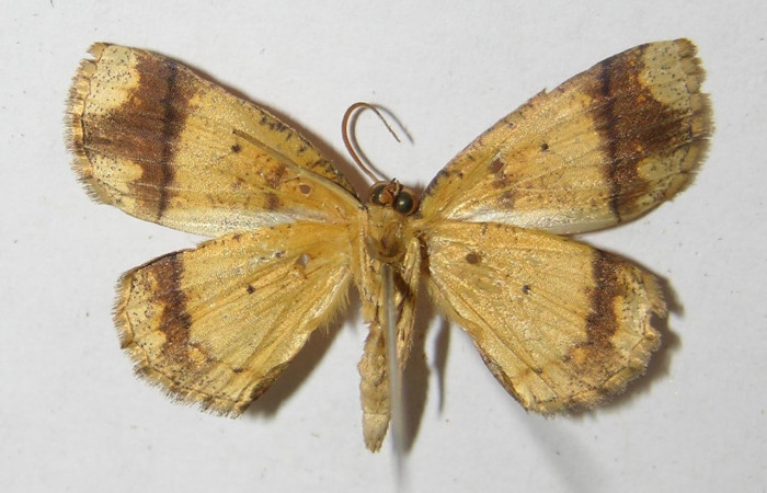 Figura 15. Adulto <i>Melinodes detersaria</i> (Geometridae) posición ventral, mide 28mm. Voucher:05-SRNP-7841-DHJ330515.