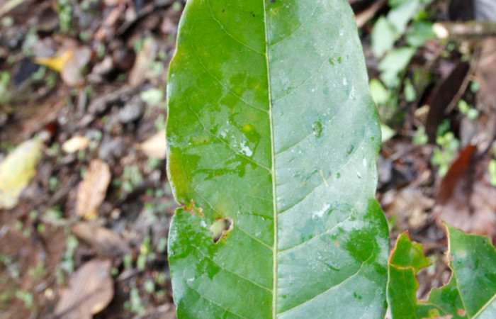 Figura 17. Planta hospedera, arbusto parte enfocada haz <i>Croton schiedeanus</i> (Euphorbiaceae), planta donde se alimenta la larva <i>Melinodes detersaria</i> (Geometridae). Foto tomada por Jose Pérez, el 17 de Julio de 2022. Estacion Biológica Caribe.