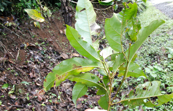 Figura 18. Planta hospedera, arbusto parte enfocada disposición de hojas, <i>Croton schiedeanus</i> (Euphorbiaceae), planta donde se alimenta la larva <i>Melinodes detersaria</i> (Geometridae). Foto tomada por Jose Pérez, el 17 de Julio de 2022. Estacion biológica Caribe.