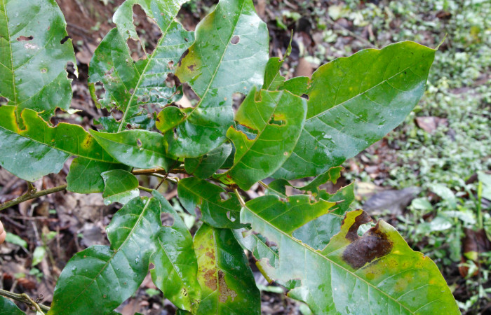 Figura 19. Planta hospedera, arbusto parte enfocada disposición de hojas, <i>Croton schiedeanus</i> (Euphorbiaceae), planta donde se alimenta la larva <i>Melinodes detersaria</i> (Geometridae). Foto tomada por Jose Pérez, el 17 de Julio de 2022. Estacion biológica Caribe.