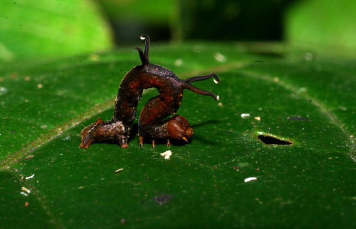 Figura 2. Larva <i>Melinodes detersaria</i> (Geometridae), color rojo vino en los laterales y el dorso, tiene cuatro protuberancias en el dorso, posición lateral, mide 15 mm aproximadamente. Planta hospedera <i>Croton schiedeanus</i>, (Euphorbiaceae). Voucher: 08-SRNP-35875-DHJ441396.jpg.