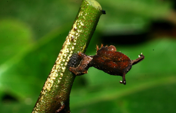 Figura 3. Larva <i>Melinodes detersaria</i> (Geometridae), color rojo vino en los laterales y el dorso, tiene cuatro protuberancias en el dorso, posición lateral, mide 15 mm aproximadamente. Planta hospedera <i>Croton schiedeanus</i>, (Euphorbiaceae). Voucher: 08-SRNP-35875-DHJ441392.jpg.