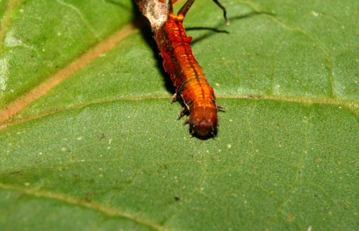 Figura 4. Larva <i>Melinodes detersaria</i> (Geometridae), color rojo vino en los laterales y el dorso, tiene cuatro protuberancias en el dorso, posición frontal, mide 30 mm aproximadamente. Planta hospedera <i>Croton schiedeanus</i>, (Euphorbiaceae). Voucher: 13-SRNP-71264-DHJ702770.jpg.