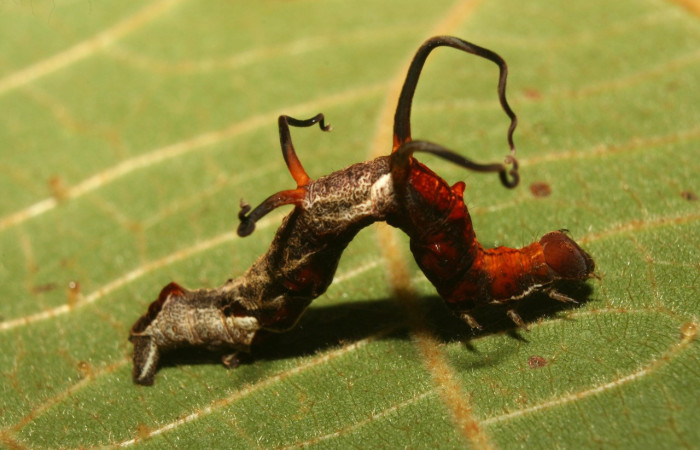 Figura 5. Larva <i>Melinodes detersaria</i> (Geometridae), color rojo vino en los laterales y el dorso, tiene cuatro protuberancias en el dorzo, posición lateral, mide 30 mm aproximadamente. Planta hospedera <i>Croton schiedeanus</i>, (Euphorbiaceae). Voucher: 13-SRNP-71264-DHJ702765.jpg.