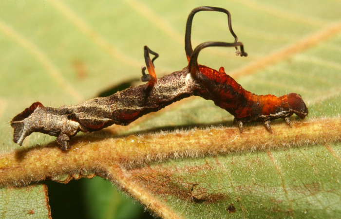Figura 6. Larva <i>Melinodes detersaria</i> (Geometridae), color rojo vino en los laterales y el dorso, tiene cuatro protuberancias en el dorzo, posición lateral, mide 30 mm aproximadamente. Planta hospedera <i>Croton schiedeanus</i>, (Euphorbiaceae). Voucher: 13-SRNP-71264-DHJ702766.jpg.
