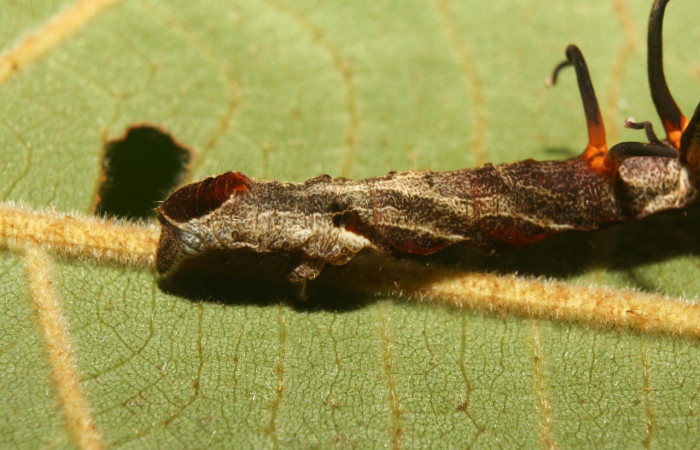 Figura 7. Larva <i>Melinodes detersaria</i> (Geometridae), color rojo vino en los laterales y el dorso, tiene cuatro protuberancias en el dorzo, posición parte tracera, mide 30 mm aproximadamente. Planta hospedera <i>Croton schiedeanus</i>, (Euphorbiaceae). Voucher: 13-SRNP-71264-DHJ702767.jpg.