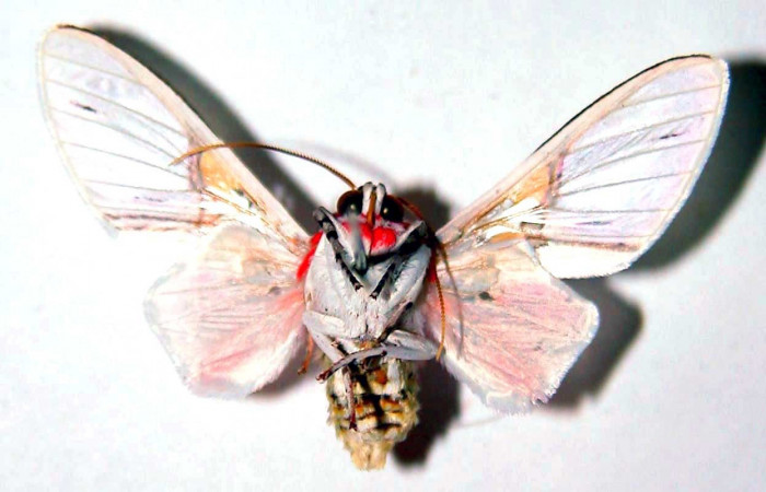 Figura 10. Adulto <i>Idalus crinis</i> (Erebidae), posición vista ventral. (94-SRNP-10190-DHJ39053).