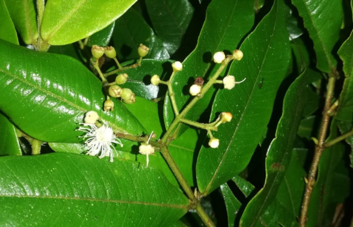 Figura 17. Planta hospedera posición hoja envés y flores, <i>Myrcia splendens</i> (Myrtaceae), de <i>Idalus herois</i>, (Erebidae). Foto, Gloria sihezar. Sector San Cristóbal. Sendero Piñal. 28 julio 2022.
