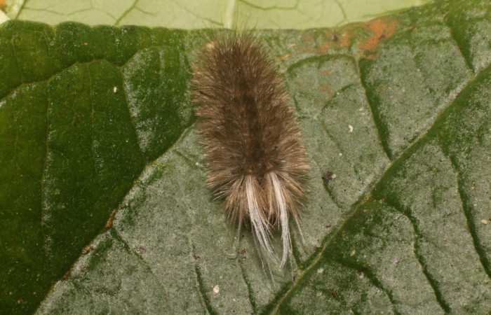 Figura 2. Dorsal tórax <i>Idalus crinis</i>, (Erebidae), en la planta <i>Psidium guajava</i> (introducido) (Myrtaceae). Estación Leiva. Sendero Cafecito, (elevación 455 metros). Colectada 23 enero 2022. (22-SRNP-80076-DHJ785843.jpg).