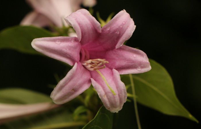 Figura. 10 Flor de frente <i>Coutarea hexandra</i>, (Rubiaceae). Area de Conservación Guanacaste, Sector Rincón Rain Forest, Estación Leiva, Sendero Selva, (elevación 491 metros), colectada el 30 Julio 2022. Foto, Jorge Hernández. 