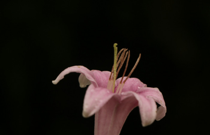 Figura. 15 Flor vertical con estambre <i>Coutarea hexandra</i>, (Rubiaceae). Area de Conservación Guanacaste, Sector Rincón Rain Forest, Estación Leiva, Sendero Selva, (elevación 491 metros), colectada el 30 Julio 2022. Foto, Jorge Hernández. 