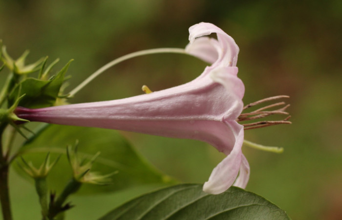 Figura. 16 Flor lateral con estambre <i>Coutarea hexandra</i>, (Rubiaceae). Area de Conservación Guanacaste, Sector Rincón Rain Forest, Estación Leiva, Sendero Selva, (elevación 491 metros), colectada el 30 Julio 2022. Foto, Jorge Hernández. 