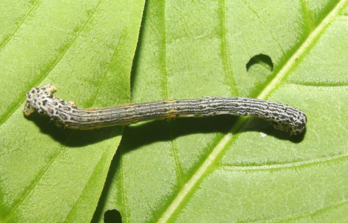 Figura. 22 Larva <i>Simopteryx</i> torquatariaDHJ02 (Geometridae), posición dorsal entero alimentándose en <i>Coutarea hexandra</i>, (Rubiaceae). (17-SRNP-71532-DHJ738151.jpg).