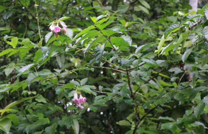 Figura. 2 Habitad <i>Coutarea hexandra</i>, (Rubiaceae). Area de Conservación Guanacaste, Sector Rincón Rain Forest, Estación Leiva, Sendero Selva, (elevación 491 metros), colectada el 30 Julio 2022. Foto, Jorge Hernández. 