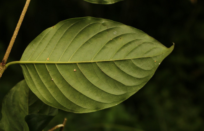Figura. 4 Hoja envés <i>Coutarea hexandra</i>, (Rubiaceae). Area de Conservación Guanacaste, Sector Rincón Rain Forest, Estación Leiva, Sendero Selva, (elevación 491 metros), colectada el 30 Julio 2022. Foto, Jorge Hernández. 