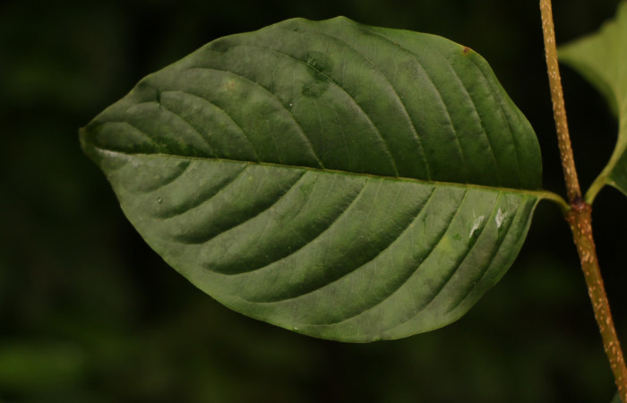 Figura. 5 Hoja haz <i>Coutarea hexandra</i>, (Rubiaceae). Area de Conservación Guanacaste, Sector Rincón Rain Forest, Estación Leiva, Sendero Selva, (elevación 491 metros), colectada el 30 Julio 2022. Foto, Jorge Hernández. 