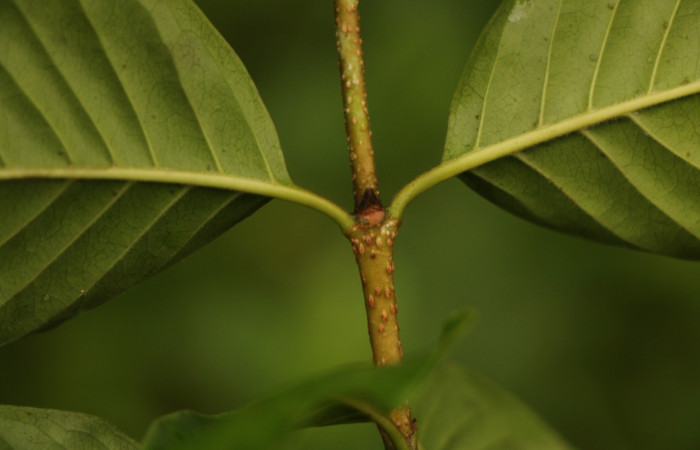 Figura. 6 Estipulas <i>Coutarea hexandra</i>, (Rubiaceae). Area de Conservación Guanacaste, Sector Rincón Rain Forest, Estación Leiva, Sendero Selva, (elevación 491 metros), colectada el 30 Julio 2022. Foto, Jorge Hernández. 