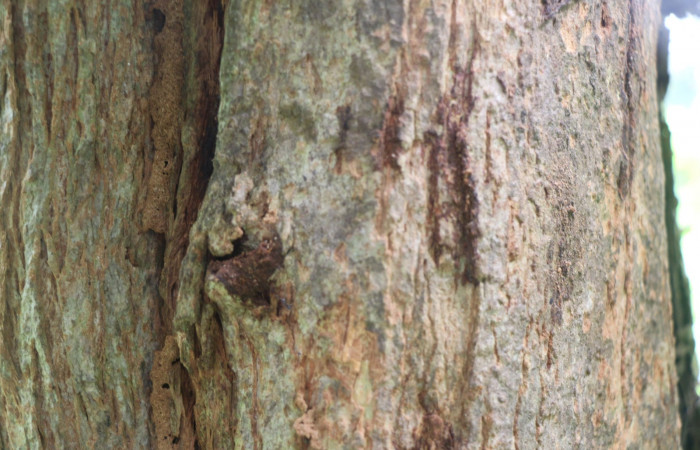 Figura. 7 corteza <i>Coutarea hexandra</i>, (Rubiaceae). Area de Conservación Guanacaste, Sector Rincón Rain Forest, Estación Leiva, Sendero Selva, (elevación 491 metros), colectada el 30 Julio 2022. Foto, Jorge Hernández. 