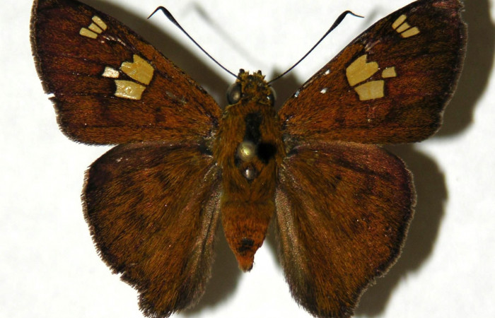 Figura 12. Dorsal de <i>Telemiades avitus</i> (Hesperiidae). (05-SRNP-55667-DHJ305258).