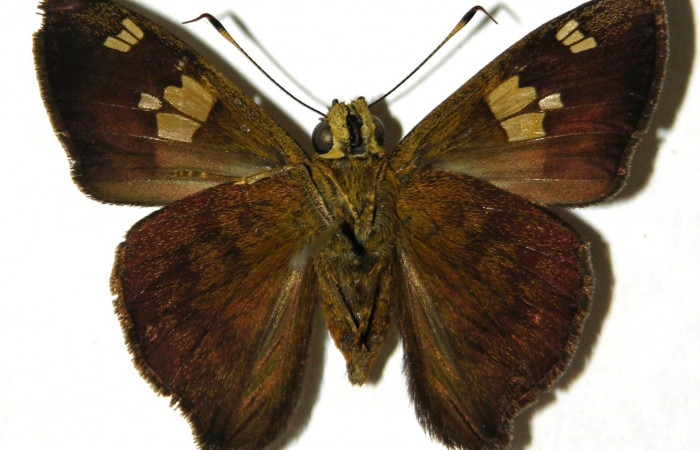 Figura 13. Ventral de <i>Telemiades avitus</i> (Hesperiidae). (05-SRNP-55667-DHJ305259).