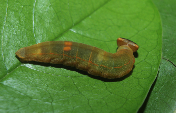 Figura 6. Detalle de testiculos en <i>Telemiades avitus</i>, (Hesperiidae). (15-SRNP-70374-DHJ727117).