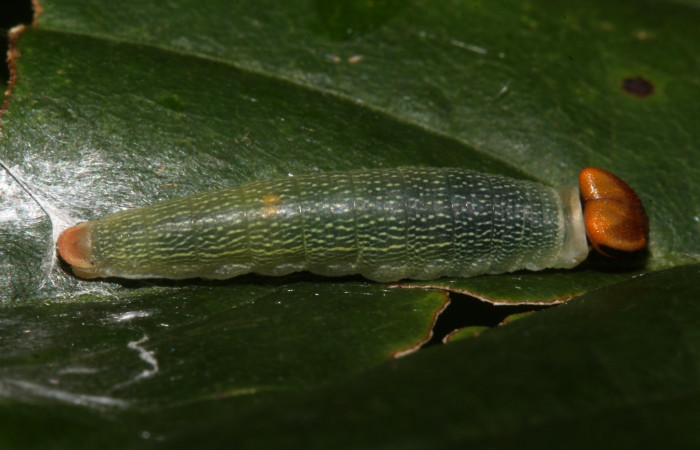 Figura 4. Detalle dorsal  <i>Telemiades avitus</i> (Hesperiidae). (17-SRNP-30571-DHJ736148).