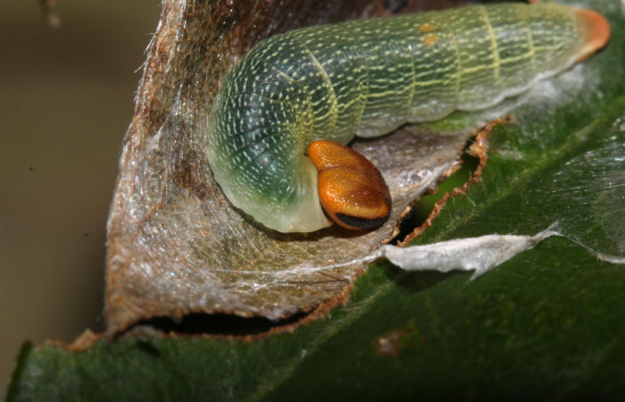 Figura 5. Detalle del refugio manipulado de <i>Telemiades avitus</i>, (Hesperiidae). (17-SRNP-30571-DHJ736151).
