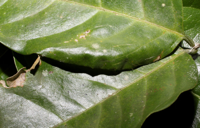 Figura 3. Detalle de refugio en un estadío mayor, <i>Telemiades avitus</i> (Hesperiidae). (17-SRNP-65127- DHJ4883211).