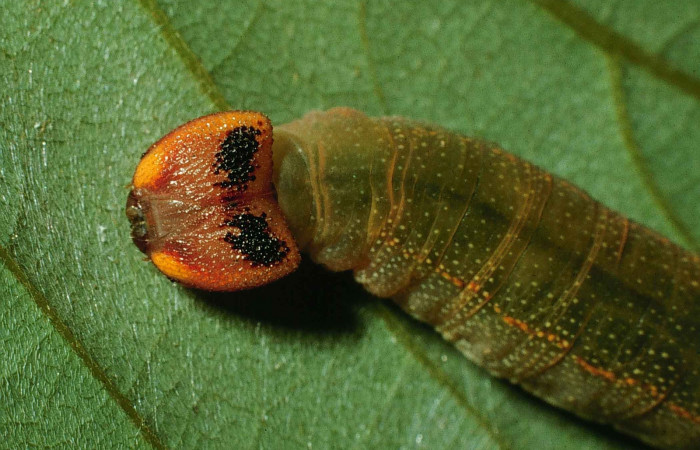 Figura 8. Detalle de cabeza, <i>Telemiades avitus</i> (Hesperiidae). (98-SRNP-6667-DHJ46017).