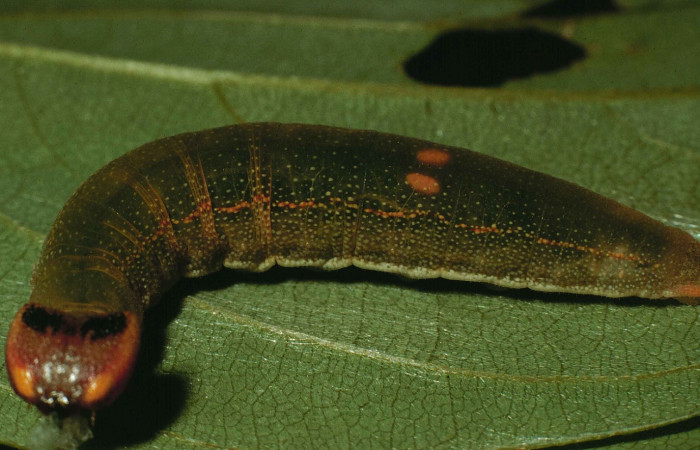 Figura 7. Detalle de último estadíos, <i>Telemiades avitus</i>, (Hesperiidae). (98-SRNP-6667-DHJ46021).