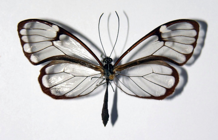 Figura 12. Adulto de <i>Greta championi</i> (Nymphalidae), vista dorsal. Voucher 02-SRNP-9354-DHJ98888.jpg.