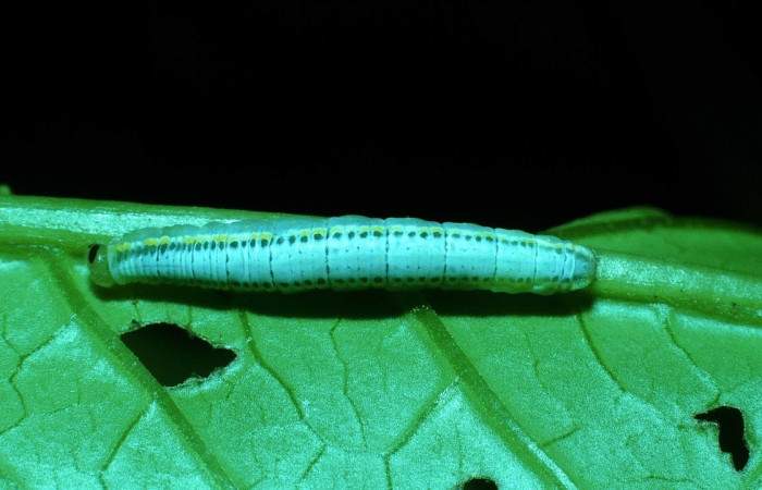 Figura 11. <i>Greta championi</i> (Nymphalidae), penúltimo estadio, posición dorsal, Sector Cacao, Sendero Circular. Voucher 03-SRNP-24084-DHJ79404.jpg.
