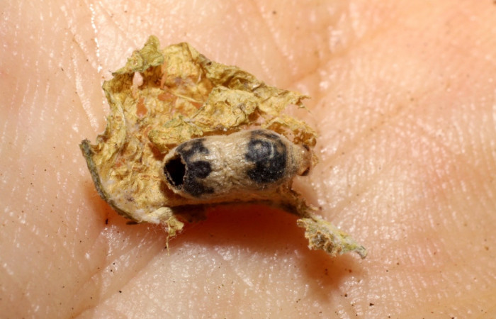 Figura 18. <i>Hyposoter</i> J-22 de la familia (Ichneumonidae), parásito avispa, de <i>Greta championi</i> (Nymphalidae). Voucher 06-SRNP-35914-DHJ467726.jpg.
