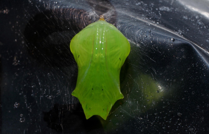 Figura 5. Pupa de <i>Greta annette</i> (Nymphalidae) posición ventral, Estación Cacao, Sendero Arenales. Voucher 08-SRNP-35000-DHJ440829.jpg.