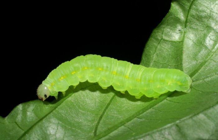 Figura 2. <i>Greta annette</i> (Nymphalidae), último estadio, vista lateral, Estación Cacao. Voucher 08-SRNP-35001-DHJ440834.jpg.