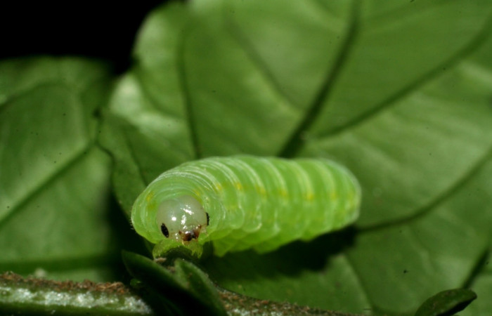 Figura 4. <i>Greta annette</i> (Nymphalidae), último estadio, posición frontal, Estación Cacao. Voucher 08-SRNP-35001-DHJ440838.jpg.