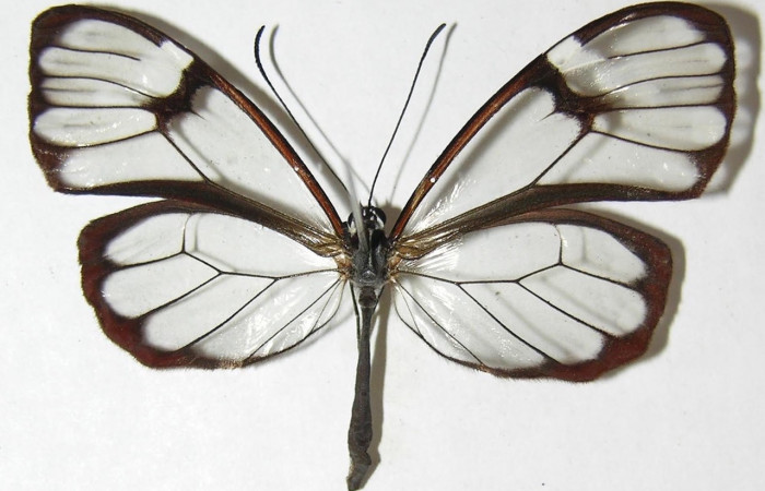 Figura 1. Adulto de <i>Greta annette</i> (Nymphalidae) vista dorsal. Voucher 08-SRNP-36393-DHJ394684.jpg.