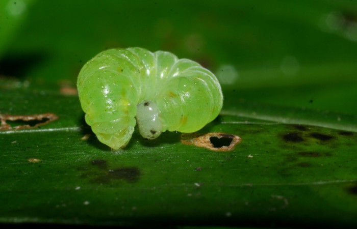 Figura 15. <i>Greta</i> Willmott28 (Nymphalidae), último estadio, Sector Cacao Sendero Ponderosa. Voucher 08-SRNP-36613-DHJ441666.jpg.