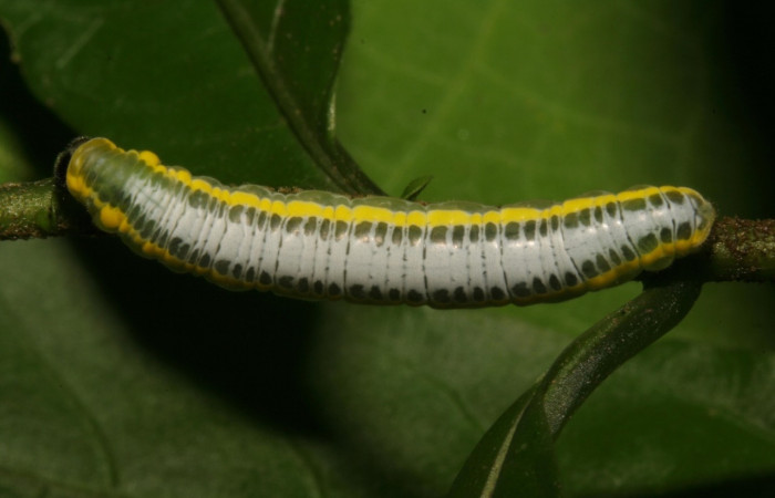 Figura 13. <i>Greta lyra</i> (Nymphalidae), último estadio , posición dorsal, Sector Pitilla, Sendero Mismo. Voucher 12-SRNP-30123-DHJ485029.jpg.
