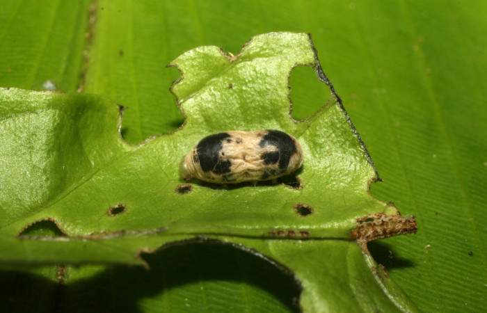 Figura 21. <i>Hyposoter</i> INB-J22 de la familia (Ichneumonidae), avispa parásito de <i>Greta championi</i> (Nymphalidae). Voucher 15-SRNP-35101-DHJ709089.jpg