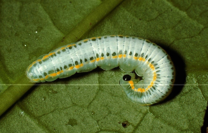 Figura 9. <i>Greta oto</i> (Nymphalidae), ultimo estadio, posición dorsal, Sector San Cristóbal, Quebrada Cementerio. Voucher 98-SRNP-14934-DHJ47754.jpg.