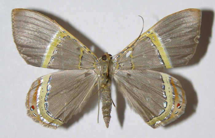 Figura 13. Adulto Macho de <i>Phrygionis privignaria</i> en posición dorsal. Voucher, 01-SRNP-10972-DHJ325312. 