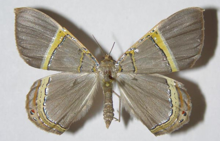 Figura 15. Adulto hembra de <i>Phrygionis privignaria</i> en posición dorsal. Voucher,  03-SRNP-21706-DHJ325308.