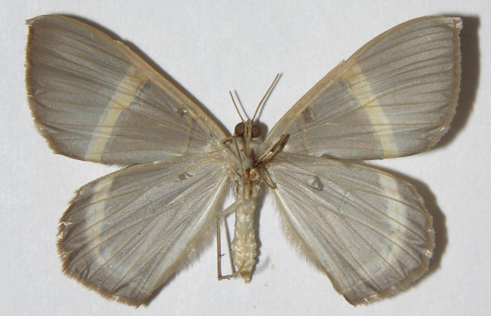 Figura 16. Adulto hembra de <i>Phrygionis privignaria</i> en posición ventral. Voucher, 03-SRNP-21706-DHJ325309.