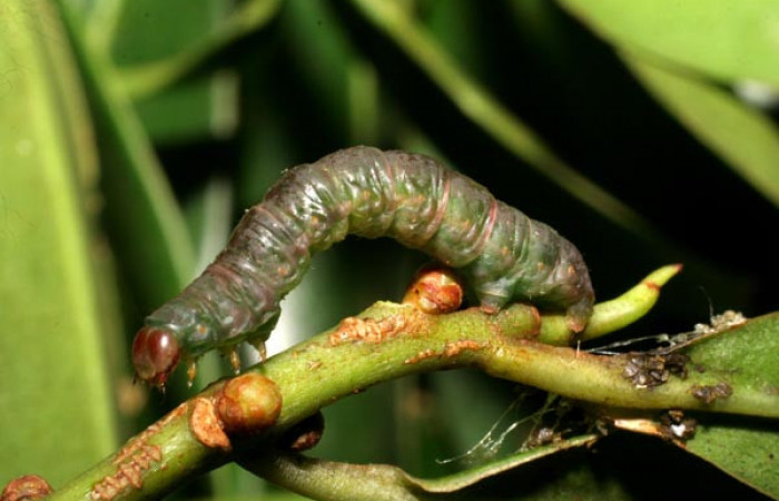 Figura 10. Prepupa de <i>Phrygionis privignaria</i> familia (Geometridae). En posición lateral. Voucher 06-SRNP-23296-DHJ424884.